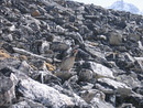 Wildlife, Tibetian Hen