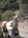 Yak and herder